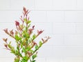 Photinia with white brick wall background.. copy space.